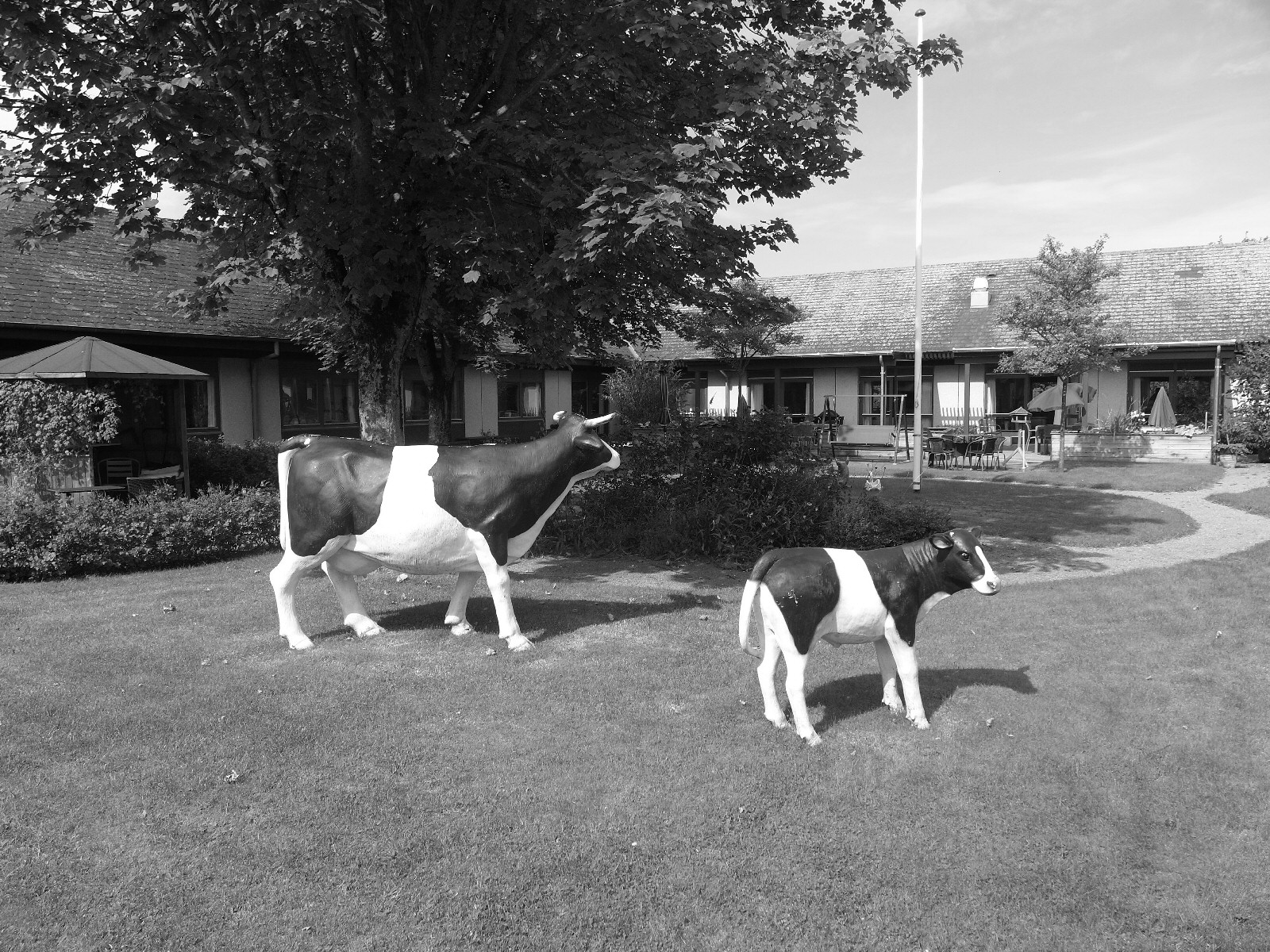 Plejehjemmet Skipper Klement: gårdhave med skulpturer af køer